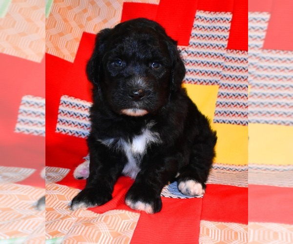 Medium Photo #2 Sheepadoodle Puppy For Sale in ASPERMONT, TX, USA