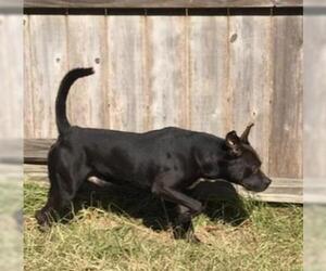 Jojo - Male Boxador Dog for Adoption - Photo #3