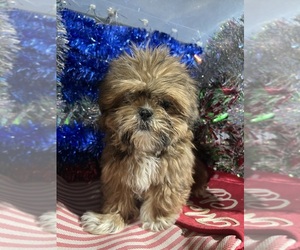 Shih Tzu Puppy for sale in DURHAM, CT, USA