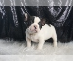 Small Photo #63 French Bulldog Puppy For Sale in WARSAW, IN, USA
