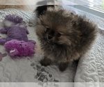 Puppy Baby Pomeranian