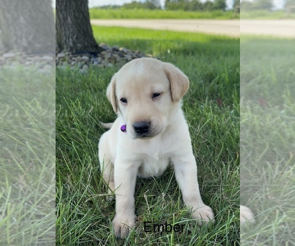Medium Photo #3 Labrador Retriever Puppy For Sale in FREDERICKSBG, OH, USA