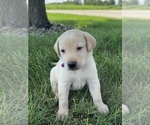 Small #2 Labrador Retriever