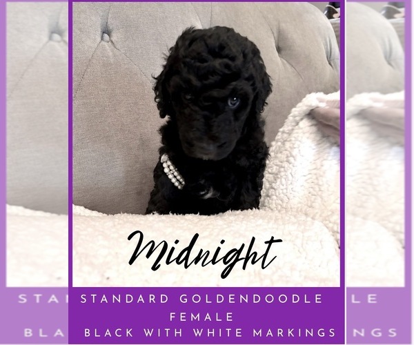Medium Photo #7 Goldendoodle Puppy For Sale in JEFFERSON, GA, USA