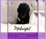 Litter of 8 - Male(s) and Female(s) GoldendoodleLitter of Puppies for Sale - Photo #7