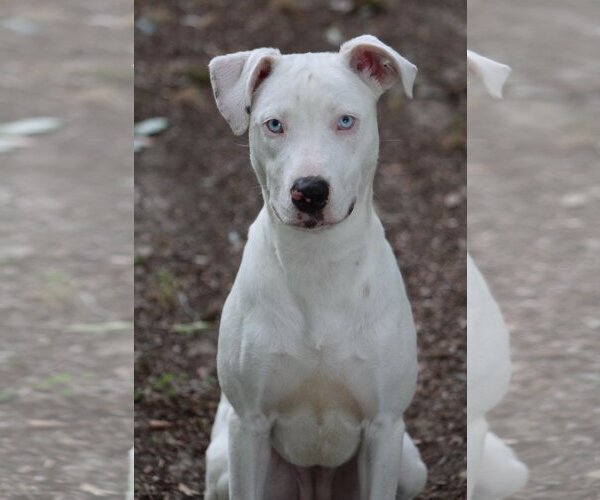Medium Photo #3 Catahoula Leopard Dog-Unknown Mix Puppy For Sale in Ocean Springs, MS, USA