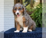 Small #3 Bernedoodle (Miniature)
