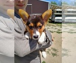Small Photo #8 Pembroke Welsh Corgi Puppy For Sale in GREELEY, CO, USA