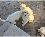 Small Photo #7 Golden Pyrenees Puppy For Sale in WELLINGTON, CO, USA