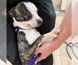 Boston Terrier Dogs for adoption in Yardley, PA, USA
