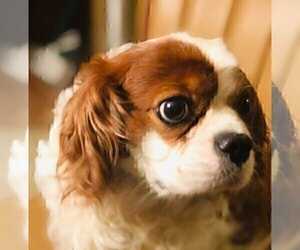 Father of the Cavalier King Charles Spaniel puppies born on 11/02/2019