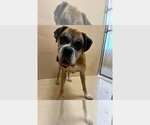 Small #1 Boxer