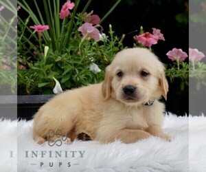 Golden Retriever Puppy for sale in NEWPORT, PA, USA