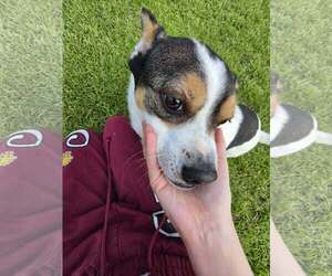 JP - Male Mutt Dog for Adoption - Photo #4