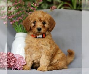 Irish Doodle Puppy for sale in NEWMANSTOWN, PA, USA