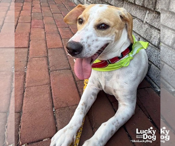 Medium Photo #5 Beagle-Unknown Mix Puppy For Sale in Washington, DC, USA