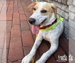 Small #4 Beagle Mix