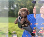 Small #5 Labrador Retriever Mix