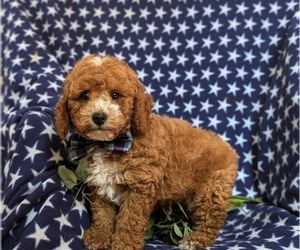 Poodle (Miniature) Puppy for sale in OXFORD, PA, USA