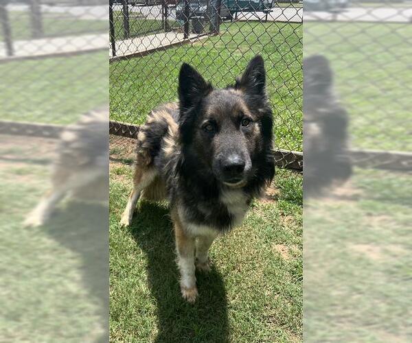 Medium Photo #1 German Shepherd Dog Puppy For Sale in Grovetown, GA, USA