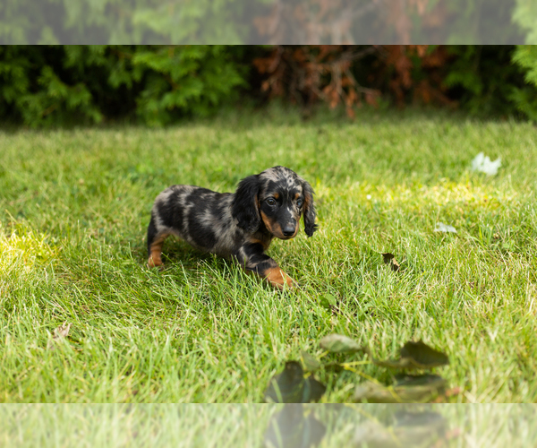 Medium Photo #3 Dachshund Puppy For Sale in MILFORD, IN, USA