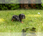 Small #2 Dachshund