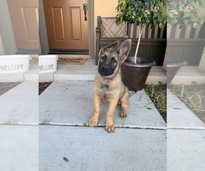 German Shepherd Dog-Malinois Mix Puppy for sale in LAKE ELSINORE, CA, USA