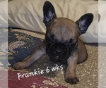 Puppy Frankie French Bulldog