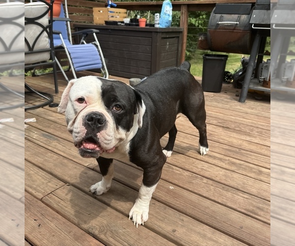 Medium Photo #1 Olde English Bulldogge Puppy For Sale in DAVENPORT, IA, USA