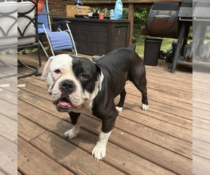 Father of the Olde English Bulldogge puppies born on 07/20/2025