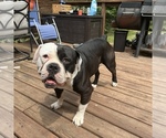 Small Photo #1 Olde English Bulldogge Puppy For Sale in DAVENPORT, IA, USA