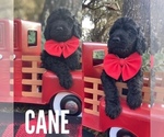 Small Photo #9 Labradoodle Puppy For Sale in LAKE PARK, GA, USA