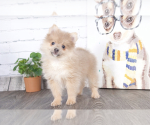 Pomeranian Puppy for sale in RED LION, PA, USA