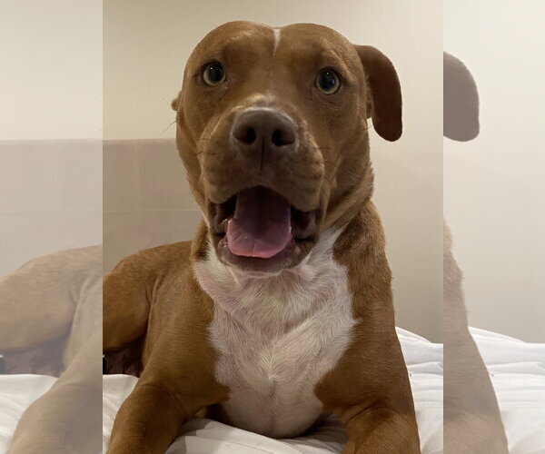 Medium Photo #7 Mutt Puppy For Sale in Holly Springs, NC, USA