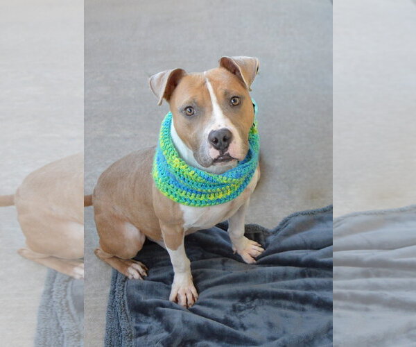 Medium Photo #3 American Pit Bull Terrier-Unknown Mix Puppy For Sale in McKinney, TX, USA