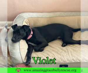 Violet - Female Labrador Retriever-Unknown Mix Dog for Adoption - Photo #14