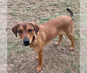 Labrador Retriever-Unknown Mix Dogs for adoption in Conroe, TX, USA