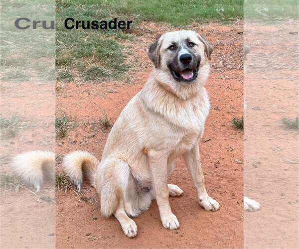 Medium Photo #10 Anatolian Shepherd-Great Pyrenees Mix Puppy For Sale in Higley, AZ, USA