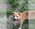 Small #8 Black Mouth Cur Mix