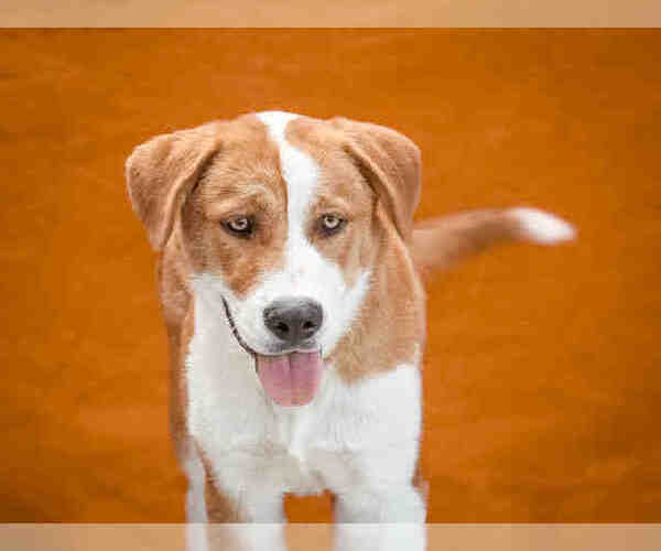Medium Photo #1 Labrador Retriever-Unknown Mix Puppy For Sale in Downey, CA, USA