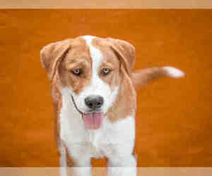 Labrador Retriever-Unknown Mix Dogs for adoption in Downey, CA, USA
