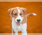 Small Labrador Retriever Mix