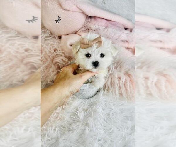 Medium Photo #17 Maltese Puppy For Sale in THONOTOSASSA, FL, USA