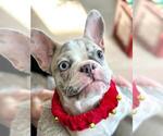 Small Photo #1 French Bulldog Puppy For Sale in PALO ALTO, CA, USA