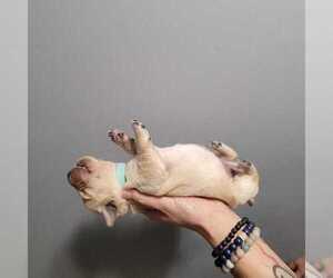 Golden Retriever Puppy for sale in CHARLESTOWN, IN, USA
