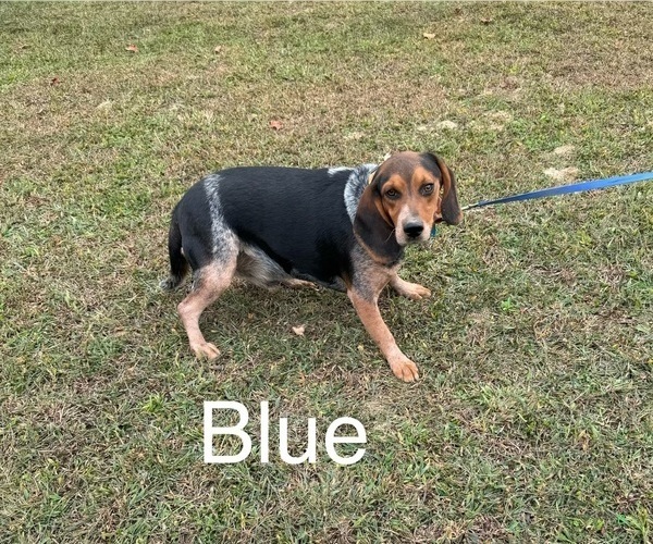 Medium Photo #1 Beagle Puppy For Sale in WOODBRIDGE, VA, USA