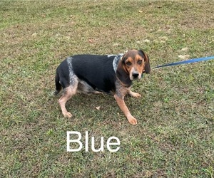 Father of the Beagle puppies born on 05/28/2025