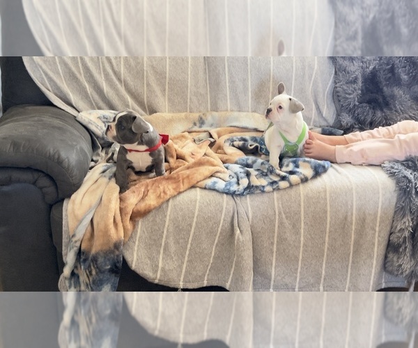 Medium Photo #12 French Bulldog Puppy For Sale in BUCKEYE, AZ, USA