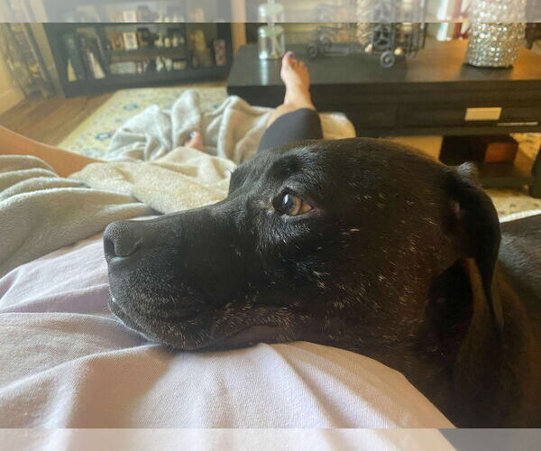 Medium Photo #7 Mutt Puppy For Sale in Westwood, NJ, USA