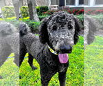 Small #1 Poodle (Standard) Mix